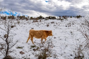 neve, nuvole, mucca, bianco, rami, alberi, animale, inverno, cielo, cespugli, bovino, marrone, arbusti, vitello, bue