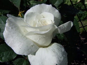 rosa, petali, fiore, foglie, bianco, gocce, bianca, rugiada, verde