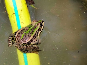 rana, acqua, verde, anfibio, giallo, rospo, zampe, stagno, occhi, animali, animale, azzurro, anfibi, striscia