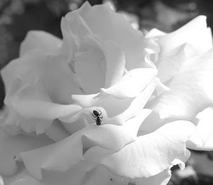 rosa, formica, petali, fiore, bianconero, bianco, insetto, bianca