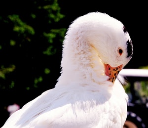 becco, bianco, piume, uccello, uccelli, anatra, occhio, volatile, verde, collo, animali
