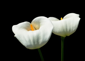fiori, bianco, nero, calle, pistillo, giallo, due, stelo