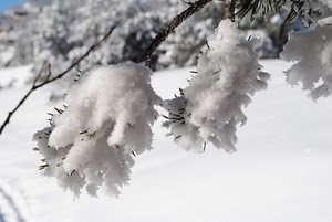 neve, inverno, rami, bianco, freddo, aghi, ramo, albero, alberi