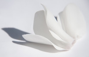 bianco, fiore, ombre, petali, ombra, petalo