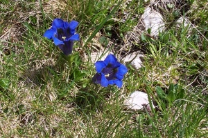 erba, fiori, due, blu, genziane, verde, pietre, sassi, petali, pistilli, fili, ombra, prato