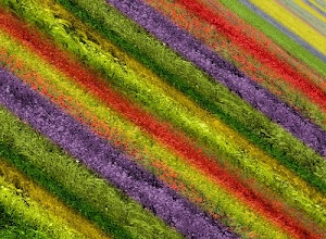 fiori, rosso, verde, colori, viola, giallo, prato, multicolore, campo, campi, arancione, diagonale, piante, strisce, coltivazione, coltivazioni