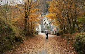 alberi, autunno, foglie, uomo, viale, camminare, persona, sentiero, rami, cespugli, passeggiare, verde, strada, tappeto, giallo, arco, uno