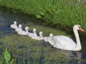 erba, acqua, cigno, bianco, cigni, cuccioli, verde, uccelli, fila