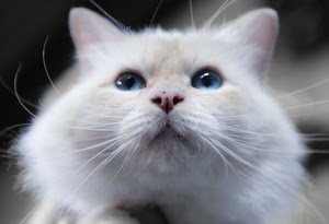 gatto, occhi, bianco, baffi, animale, naso, felino, orecchie, vibrisse, azzurro