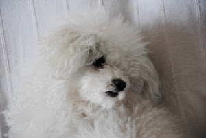 cane, bianco, pelo, naso, muso, barboncino, occhio, animale