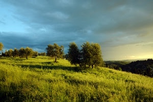 alberi, verde, nuvole, prato, paesaggio, collina, cielo, erba