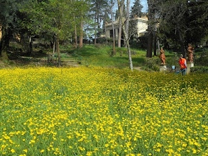 prato, erba, alberi, fiori, giallo, statue, casa, verde, tronchi, parco, giardiniere, persona, campo, donna