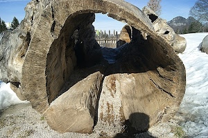 neve, tronco, legno, alberi, albero, staccionata, cavo, cavità, montagne, inverno, bianco, marrone, cielo, montagna, ghiaia, ombra, rami, secco