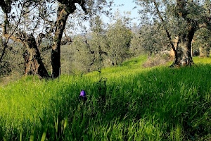 erba, alberi, verde, tronchi, ulivi, viola, fiore, prato, rami, foglie, piante, iris, cielo, campagna, ombra