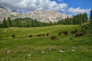 mucche, montagna, nuvole, pascolo, alberi, erba, prato, verde, cielo, animali, pastore, montagne, sassi, bosco
