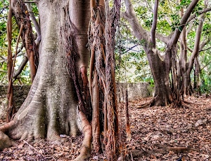 radici, alberi, foglie, rami, tronchi, marrone, verde, corteccia, tronco, liane, autunno, bosco, fogliame