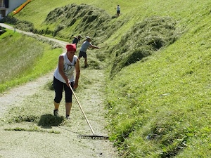 erba, persone, rastrello, sentiero, verde, fieno, contadini, rastrelli, montagna, estate, mestiere, lavoro, donna, cumuli, campi, pendio, maglietta, rosso, sterrato
