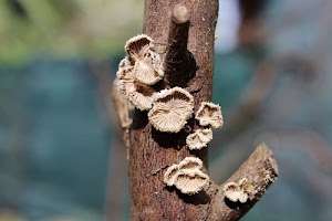 tronco, funghi, albero, marrone, sfocato, legno, cappelli, corteccia, macro, bosco, lamelle, natura, fungo