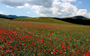 prato, colline, nuvole, papaveri, fiori, rosso, cielo, erba, verde, campo, margherite, azzurro, collina, campagna, paesaggio
