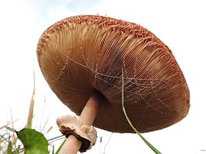 fungo, marrone, gambo, lamelle, erba, verde, cappello, bianco, anello, cappella, foglie, foglia, natura, autunno, fili