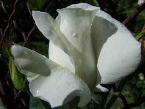 fiore, petali, bianco, gocce, rosa, acqua, macro, rugiada