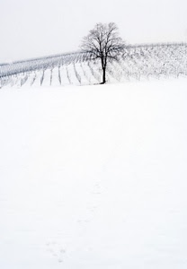 albero, bianco, neve, inverno, rami, bianconero, minimalismo, paesaggio