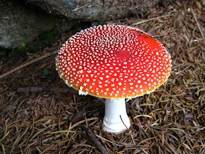 fungo, rosso, bianco, gambo, amanita, velenoso, cappella, cappello, aghi, puntini, autunno, bosco, erba, prato, punti, macro, natura, bianchi, muscaria, sottobosco
