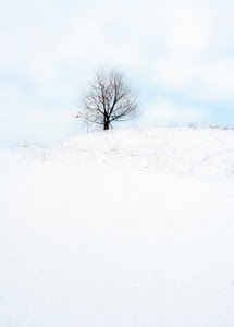 albero, neve, bianco, inverno, nuvole, cielo, spoglio, solitudine, rami