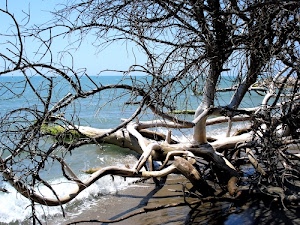 mare, rami, albero, tronchi, cielo, onda, spiaggia, alberi, acqua, azzurro, tronco, celeste, secco, bianco, onde, riva, schiuma, sabbia