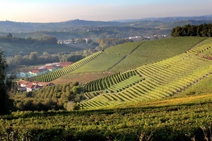 verde, panorama, colline, alberi, vigneti, viti, collina, paesaggio, case, filari