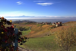 colline, campagna, vigna, panorama, uva, autunno, campi, verde, vigneti, paesaggio, foglie, case, alberi