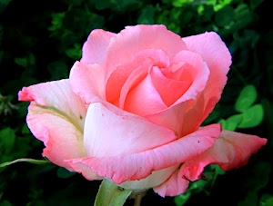 petali, rosa, fiore, verde, foglie, bianco, sfumature, pianta, bocciolo, sfumato, natura, corolla, sfumatura