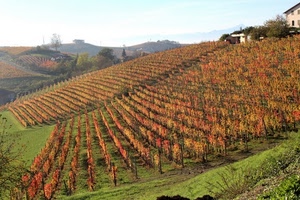 autunno, filari, viti, colline, vigneto, verde, collina, vigna, vigneti, vigne