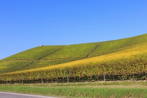cielo, verde, collina, viti, azzurro, campagna, filari, coltivazione, vigna, campo, colline, vigneto, giallo, vigneti, paesaggio, casa, erba, foglie, prato, agricoltura