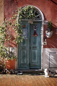 gatto, porta, pianta, uscio, portone, rampicante, verde, legno, arco, vasi, piante, muro, campanello, vaso, casa, numero, cassetta, bianco, piastrelle, soglia, ingresso, gradino, lettere