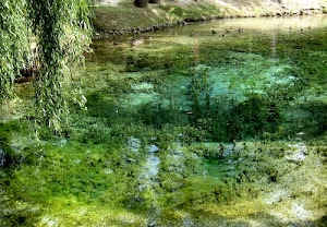 acqua, verde, salice, alberi, piante, alghe, anatre, trasparenza, riflesso, rami, erba, albero, foglie, natura, ruscello, laghetto, trasparente, lago, uccelli