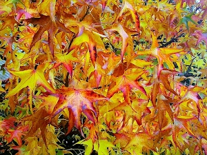 foglie, autunno, giallo, rosso, albero, colori, rami, verde, marrone, foliage, cinque, punte, arancione