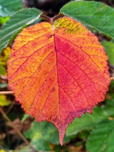 foglia, verde, foglie, rosso, autunno, arancione, venature, macro, rossa, giallo, sfumature, nervature, colori
