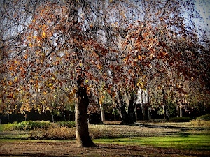 alberi, foglie, autunno, tronchi, erba, rami, parco, verde, prato, autunnale, marrone, cielo, cespugli, giardino, tronco, giallo, aiuole