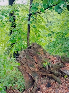 verde, foglie, radici, tronco, alberi, legno, rami, ceppo, marrone, bosco, terra, albero, corteccia