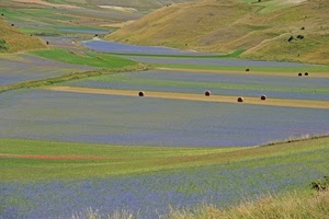 campi, verde, erba, viola, panorama, paesaggio, fieno, fiori, colline, paglia, multicolore