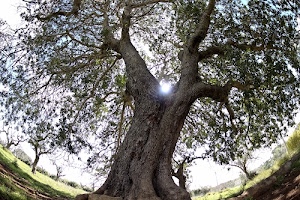 tronco, albero, sole, verde, rami, foglie, alberi, erba, luce, legno, prato, ulivo, bianco, natura, fogliame