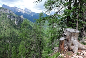 alberi, verde, tronco, sassi, montagna, montagne, nuvole, cielo, bosco, rami, tronchi, radici, bianco, legno, tagliato, abeti, azzurro, ceppo