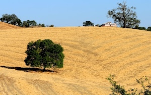 alberi, collina, campagna, cielo, giallo, rurale, verde, albero, azzurro, casa, piante, agricoltura, case, colline, campi, estate, paesaggio, coltivazione, grano, casolare, rami