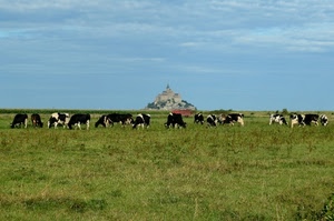 mucche, prato, pascolo, verde, animali, francia, campo, castello, cielo