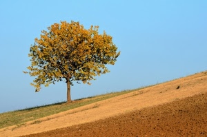 albero, verde, cielo, foglie, azzurro, terra, campo, marrone, autunno, collina, pendio, campagna, erba, natura, giallo, terreno