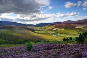 nuvole, verde, viola, panorama, alberi, cielo, colline, fiori, paesaggio, prati, lavanda, natura, montagna, erba, piante