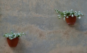fiori, vasi, muro, bianco, due, parete, verde