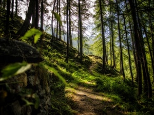 alberi, sentiero, bosco, verde, tronchi, montagna, ombre, luce
