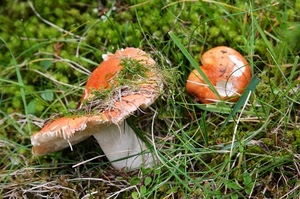 erba, funghi, verde, bosco, sottobosco, gambo, arancione, natura, rosso, due, cappella, fili, porcini, prato, fungo, autunno, muschio, bianco